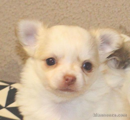 Je cèdes chiot chihuahua femelle creme