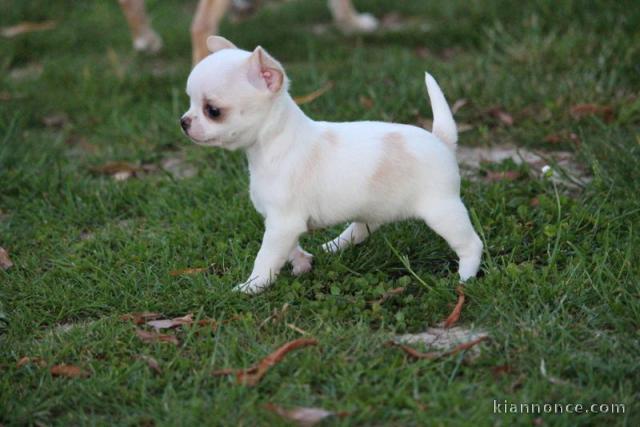 Magnifique chiot chihuahua femelle à donner