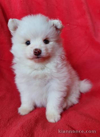 Donne jolie chiot spitz nain poméranien