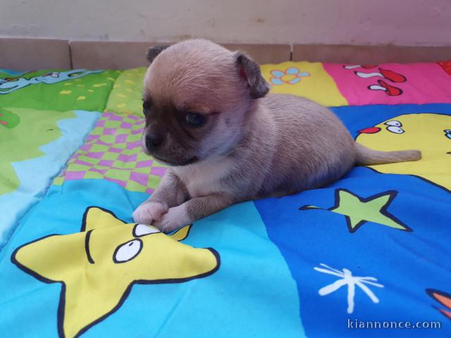 Adorable Chiot type chihuahua