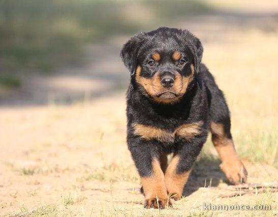 A donner chiot rottweiler lof