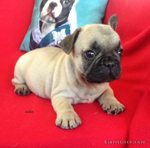 Chiot Bouledogue Français lof a donner