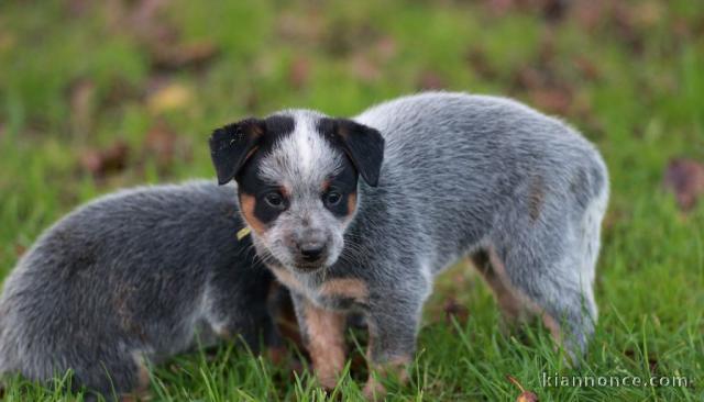 Chiot Bouvier australien pedigré a donner