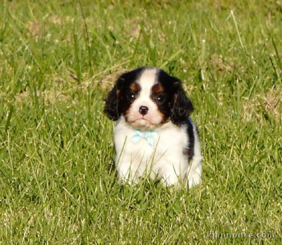 Chiots Cavaliers King Charles LOF a donner