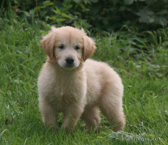 chiots golden retriever lof a donner