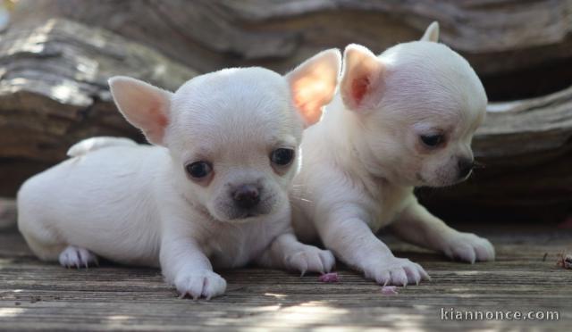 Chiot chihuahua LOF a donner