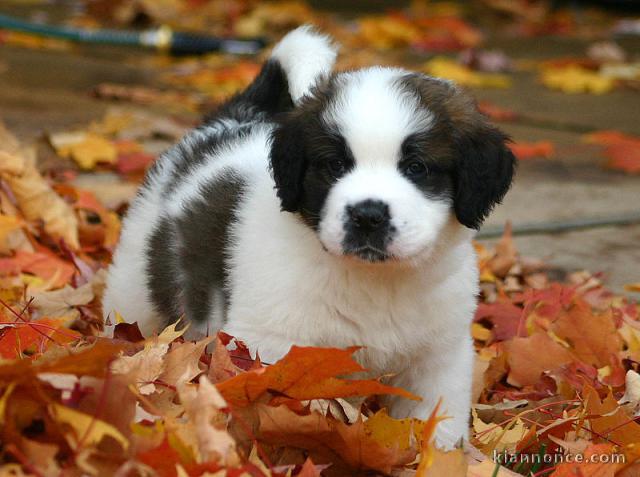 chiot saint bernard trois mois