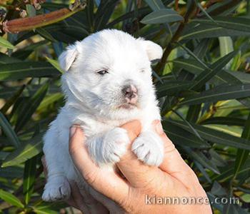  chiot westie trois mois