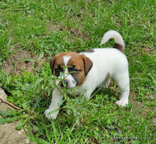 Chiot jack russell lof a donner