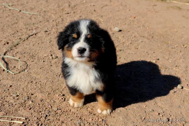 chiot bouvier bernois LOF a donner