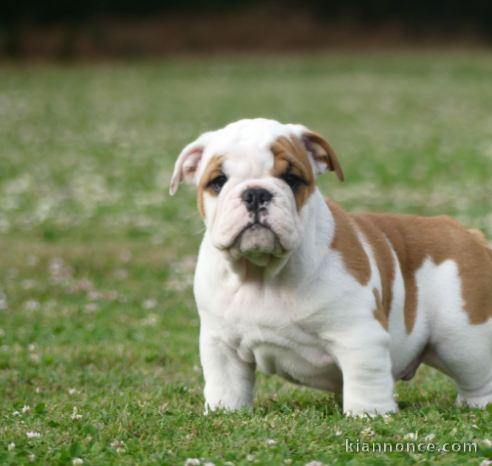 chiot bulldog anglais lof a donner