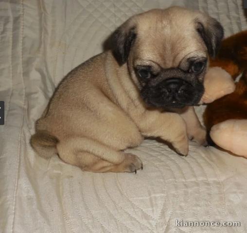 chiots carlin  LOF a donner