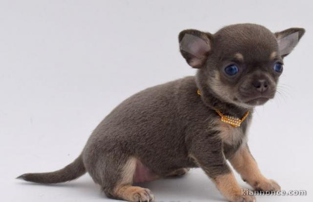 Chiot chihuahua LOF a donner