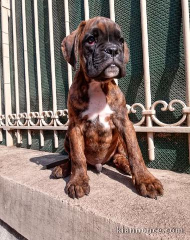 Adorable chiot Boxer femelle et mâle a donner