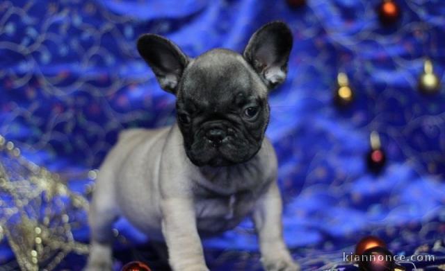 Chiot Bouledogue Français lof a donner