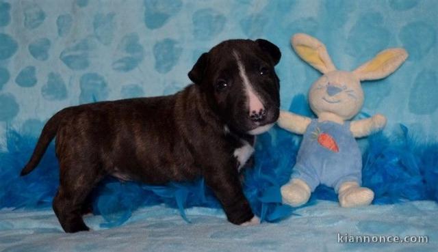 Chiot Bull Terrier lof a donner