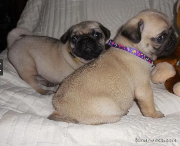 chiots carlin  LOF a donner