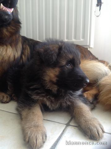 chiots berger allemand