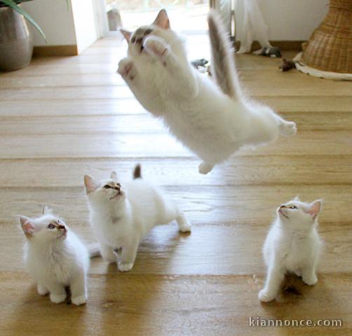 Nous vous proposons 4 magnifiques chatons sacrés de Birmanie