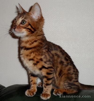 Particulier Vends chaton bengal (femelle) agée de 2 mois