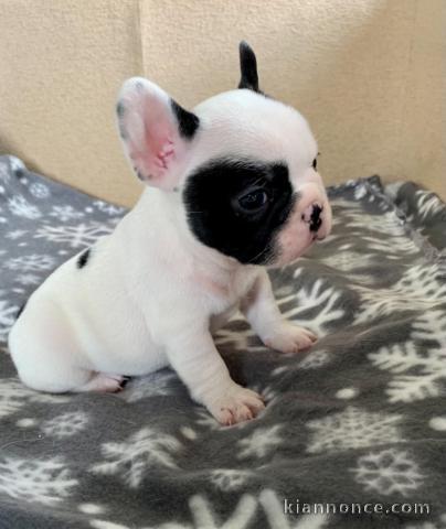 Chiot bouledogue français couleur particuliere