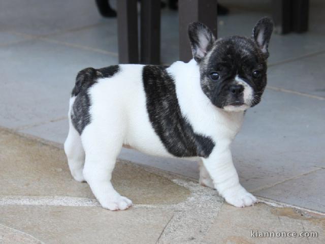 Chiot bouledogue français couleur particuliere