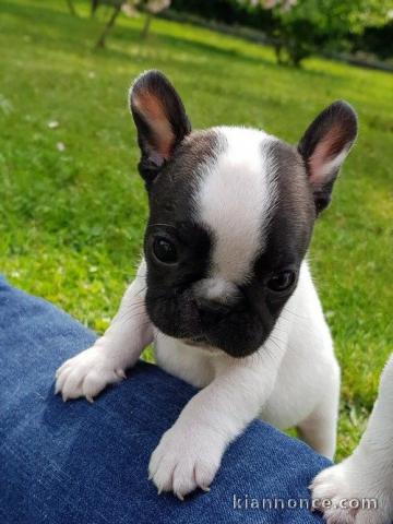 Chiot bouledogue français couleur particuliere