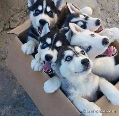 magnifiques Chiots Husky Sibérien LOF 1 mâle et femelles