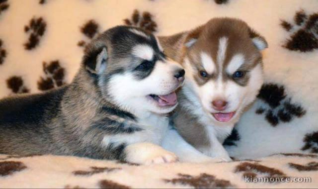 Chiot Husky Sibérien à donner de suite