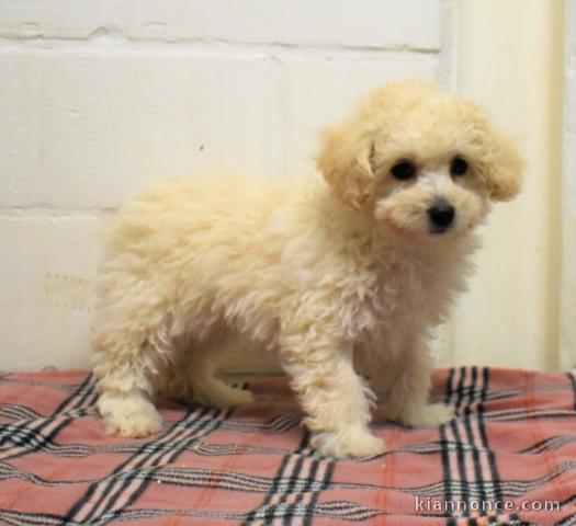 chiot bichon maltais trois mois