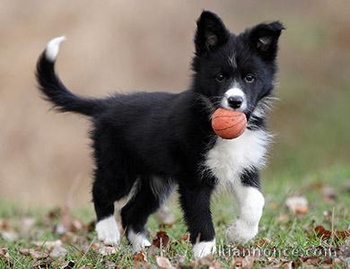  chiot border collie 