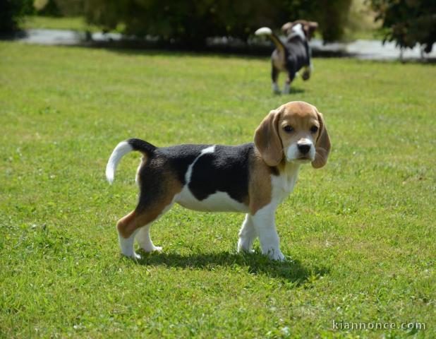 chiot Beagle LOF a donner