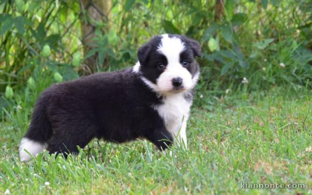 chiots Border collie lof a donner