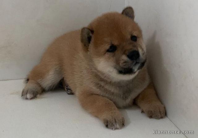 chiot Shiba inu lof a donner