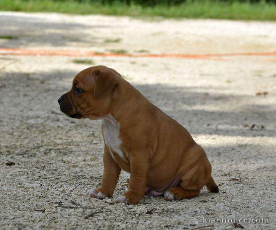 Chiots Staffordshire Bull Terrier LOF a donner