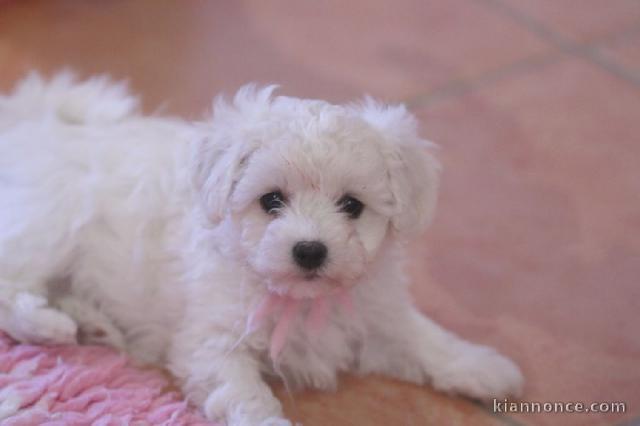Je donne magnifiques chiot femelle bichon frisé