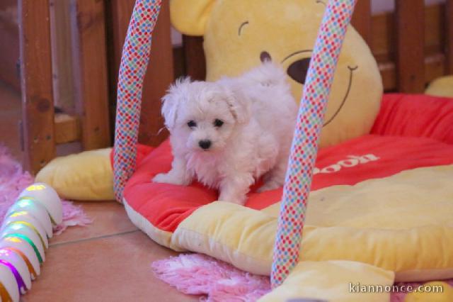 Excellent chiot femelle bichon frisé 3 mois a donner