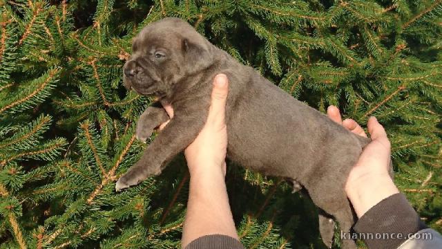 chiots cane corso lof a donner