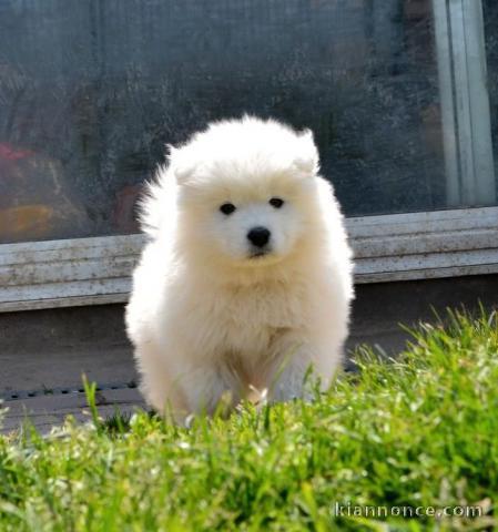 Chiots samoyede pedigré a donner