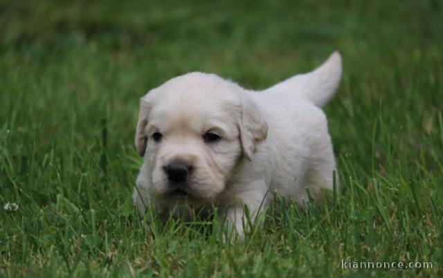 chiots golden retriever lof a donner