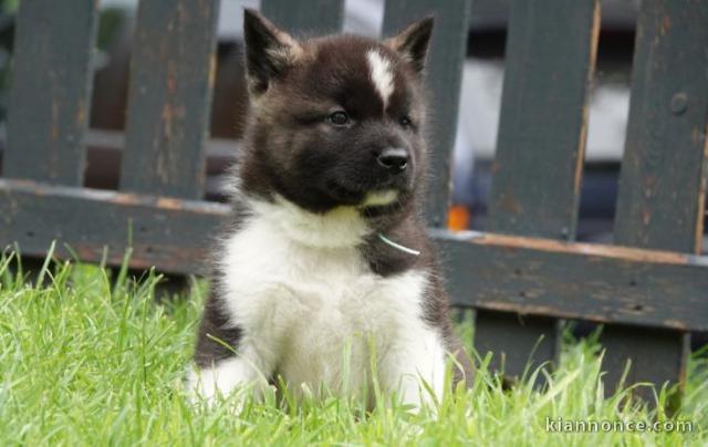 chiot Akita Américain lof a donner