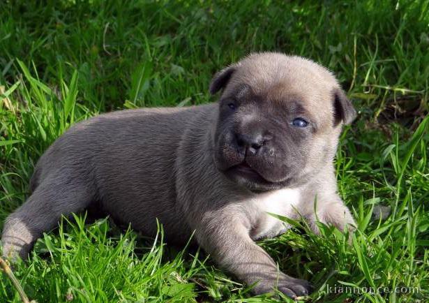 Chiot american staffordshire terrier lof a donner