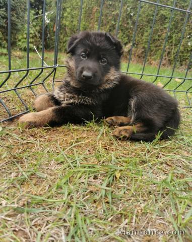 chiots Berger allemand LOF a donner