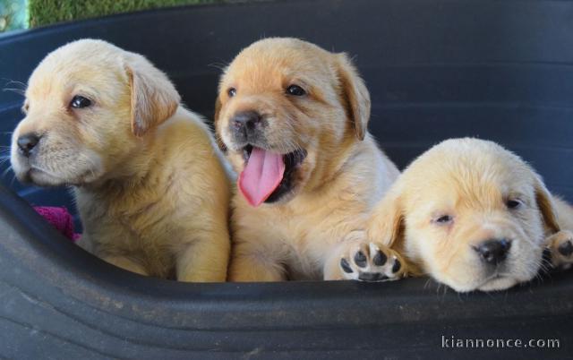 Chiots labradors lof a donner