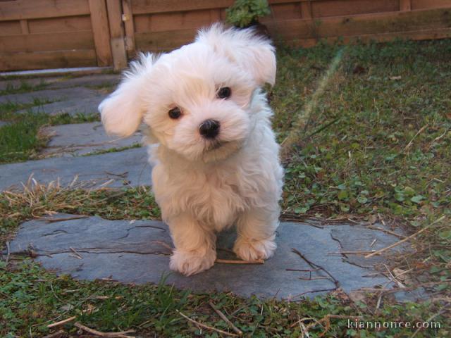 Chiots bichon maltais disponibles