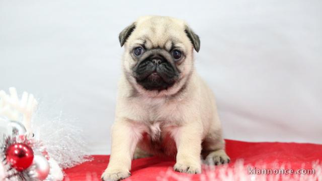 A Donner Chiot type carlin femelle