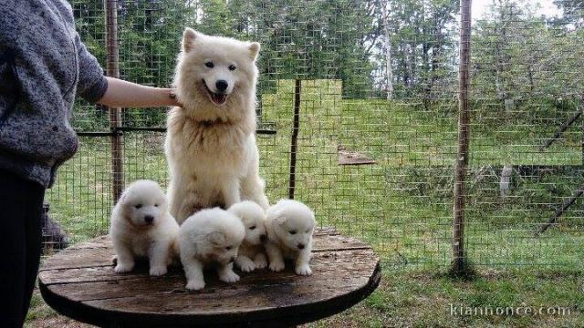 Magnifiques Chiots Samoyède Pure Race