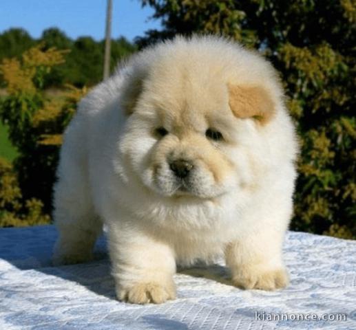 chiot chow chow trois mois