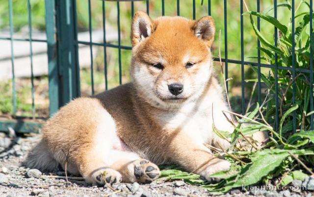 Chiots shiba inu femelle et mâle