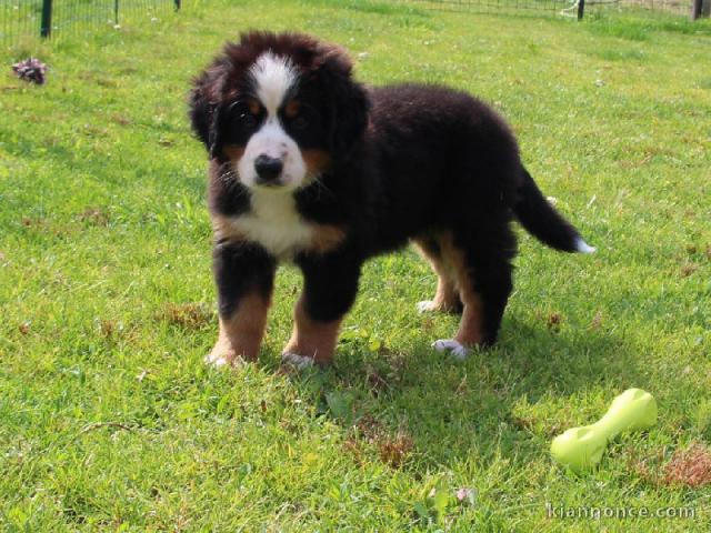 A donnez chiot magnifiques chiot bouvier bernois